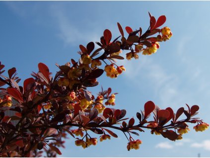 Berberis thunbergii Atropurpurea  Dřišťál Thunbergův Atropurpurea