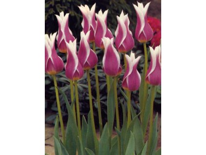 Tulipa liliflora Ballade (8 ks)  Tulipán liliokvětý Ballade