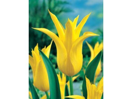 Tulipa liliflora Flashback (7 ks)  Tulipán liliokvětý Flashback