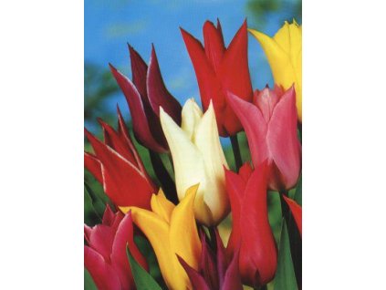 Tulipa liliflora - směs barev (7 ks)  Tulipán liliokvětý - směs barev