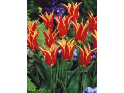 Tulipa liliflora Aladdin´s Record (7 ks)  Tulipán liliokvětý Aladdin´s Record