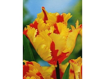 Tulipa Flaming Parrot  Tulipán  Flaming Parrot