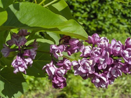 Syringa vulgaris 'Charles Joly'  Šeřík obecný 'Charles Joly'