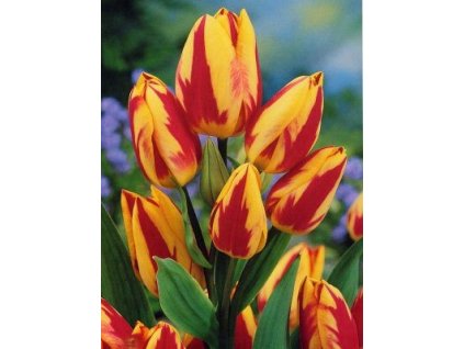 Tulipa Colour Spectacle (5 ks) mnohokvěté!  Tulipán mnohokvětý Colour Spectacle
