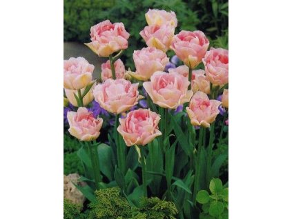 Tulipa Angelique - pivoňkovitý (7 ks)  Tulipán pivoňkovitý Angelique