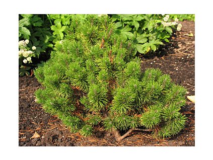 Pinus mugo 'Ophir'  Borovice kleč 'Ophir'
