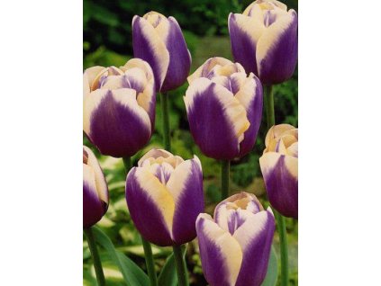 Tulipa triumph Atlantis (7 ks)  Tulipán triumph Atlantis