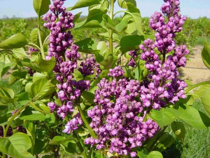 Syringa vulgaris 'Katherine Havemeye´  Šeřík obecný 'Katherine Havemeyer´