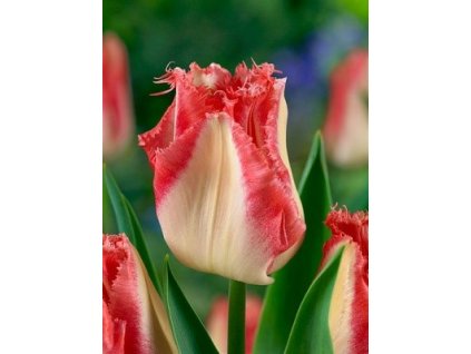 Tulipa Foxtrot  Tulipán crispa Lingerie