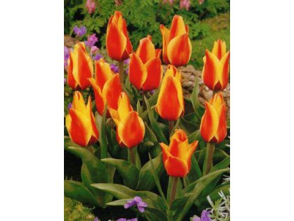 Tulipa Greigii Cape Cod (7 ks)  Tulipán Greigii Cape Cod