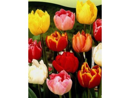 Tulipa - směs plných raných barev (5 ks)  Tulipán - směs plných raných barev