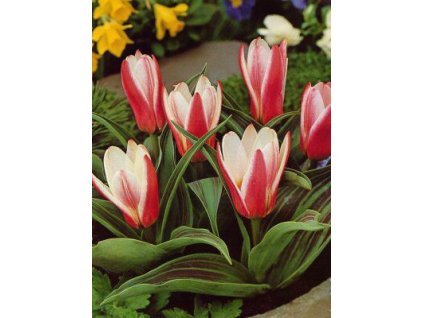 Tulipa kaufmaniana Heart´s Delight (8 ks)  Tulipán kaufmaniana Heart´s Delight