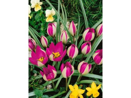 Tulipa pulchella Persian Pearl - botanický (7 ks)  Tulipán botanický Persian Pearl