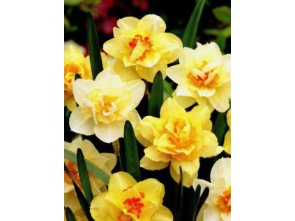 Narcissus - směs plnokvětých barev (5 ks)  Narcis plnokvětý - směs barev