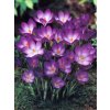 Crocus Ruby Giant (20 ks)  Šafrán (Krokus) Ruby Giant