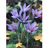 Crocus sativus (10 ks) - PODZIMNÍ  Šafrán setý