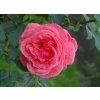 Rosa Pariser charme - velkokvětá  Růže velkokvětá Pariser charme