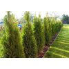Thuja occidentalis ´Smaragd´ 40 - 60 cm  Zerav západní ´Smaragd´ (Túje smaragdová / Tuja Smaragd / Thuja Smaragd)