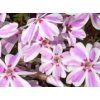 Phlox subulata ´Candy Stripes´  Plamenka šídlovitá ´Candy Stripes´