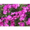 Aubrieta 'Axcent Magenta'  Tařička 'Axcent Magenta'
