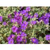 Aubrieta tauricola ´Silberica´  Tařička ´Silberica´