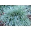 Festuca glauca ´Elijah Blue´  Kostřava šedá