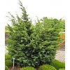 Juniperus chinensis 'Juniperus chinensis ´Blaauw´  Jalovec čínský Juniperus chinensis ´Blaauw´