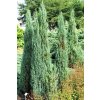 Juniperus scopulorum 'Blue Arrow'  Jalovec skalní 'Blue Arrow'