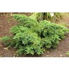 Juniperus squamata ´Holger´  Jalovec stěsnaný ´Holger´