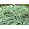 Juniperus virginiana ´Grey Owl´  Jalovec viržinský ´Grey Owl´