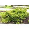 Juniperus virginiana ´Tripartita´  Jalovec viržinský ´Tripartita´