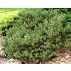 Pinus mugo 'Humpy'  Borovice kleč 'Humpy'