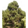 Pinus sylvestris 'Globosa Viridis'  Borovice lesní 'Globosa Viridis'