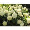 Hydrangea arborescens 'Annabelle'  Hortenzie stromečková 'Annabelle'