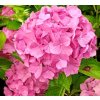 Hydrangea macrophylla ´Renate Steiniger´  Hortenzie velkolistá 'Renate Steiniger'