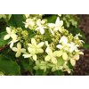 Hydrangea paniculata ´Praecox´  Hortenzie latnatá ´Praecox´