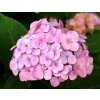 Hydrangea serrata 'Preziosa'  Hortenzie pilovitá 'Preziosa'