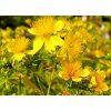 Hypericum kalmianum 'Gemo'  Třezalka tříkvětá  'Gemo'