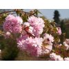 Prunus serrulata 'Kiku-shidare-sakura'  Višeň pilovitá 'Kiku-shidare-sakura'