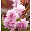 Prunus serrulata 'Kiku-shidare-sakura'  Višeň pilovitá 'Kiku-shidare-sakura'