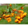 Pyracantha coccinea ´Soleid d'Or´  Hlohyně šarlatová ´Soleid d'Or´