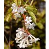 Viburnum farreri  Kalina vonná