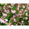 Weigela ´Styriaca´  Vajgélie ´Styriaca´