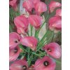 Zantedeschia (kala) Captain Romance  Kala Captain Romance