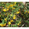 Berberis stenophylla  Dřišťál úzkolistý