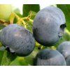 Vaccinium corymbosum Duke  Kanadská borůvka Duke