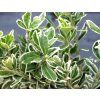 Euonymus fortunei 'Emerald Gaiety'  Brslen žlutopestrý 'Emerald Albus'