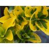Euonymus japonicus 'Variegatus'  Brslen japonský 'Aureovariegata'
