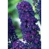 Buddleja davidii Black Knight  Komule davidova Black Knight (Tibetský šeřík, Motýlí keř)