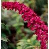 Buddleja davidii Royal Red  Komule davidova Royal Red (Tibetský šeřík, Motýlí keř)